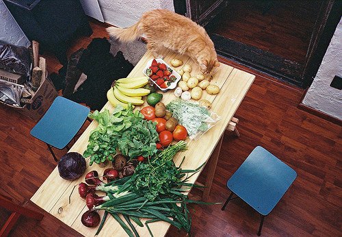 野菜も食べれる 猫が食べても大丈夫な食べ物リスト ネコワラ
