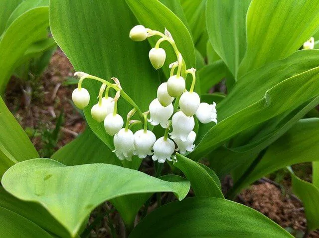 身近にあるかも 猫にとって有毒な植物 花 ネコワラ