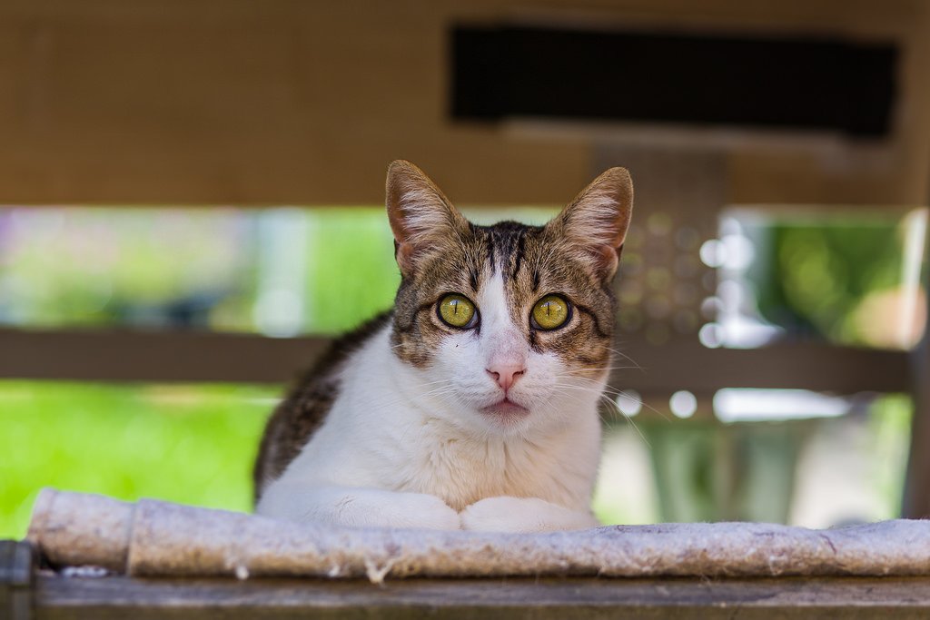 猫の鳴き方まとめ １０種類の猫語が意味する猫の感情や気持ちとは ねこわら