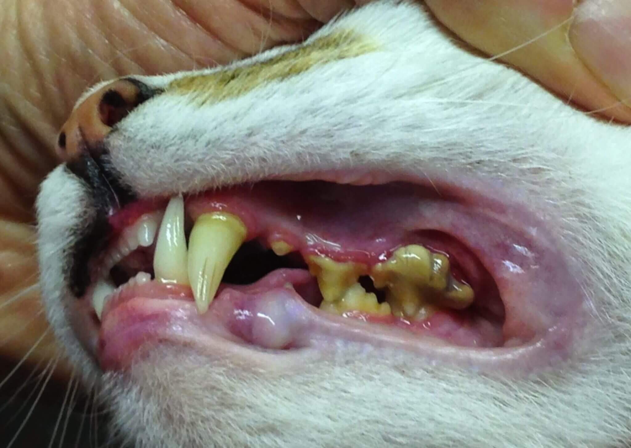 你知道如何从猫咪的牙齿看出它的年龄吗？_犬齿