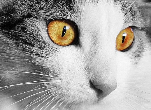 猫の目の色は全部で１０種類 成長で変化する瞳の色ごとの特徴や被毛との関係は ねこわら