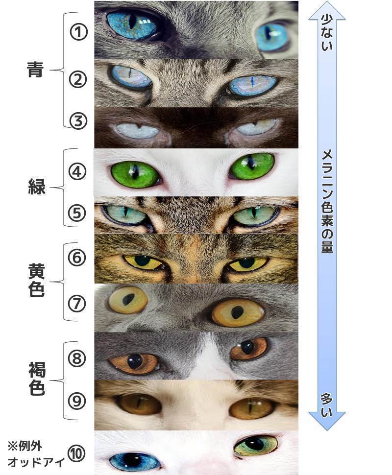 一覧画像あり 猫の目の色は全部で１０種類 目の色が変わる理由とは ネコワラ