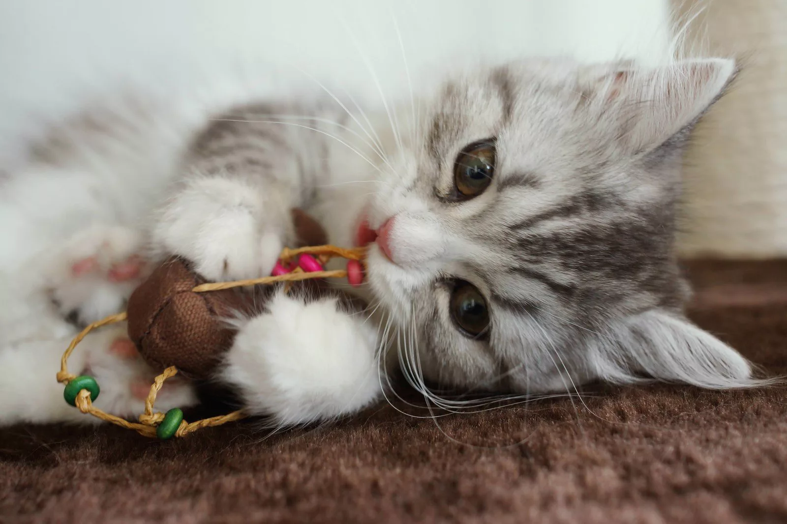 一人暮らしの子猫の飼い方 留守番をさせる際の注意とは ネコワラ