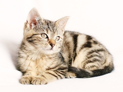 外国で人気 ９か国別猫の人気な名前ランキングトップ１０ ネコワラ