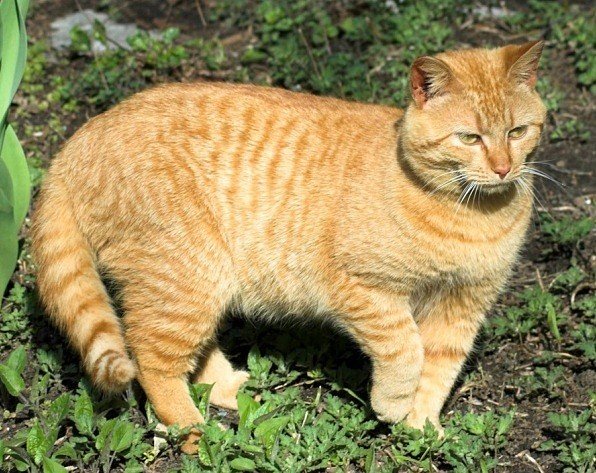 画像で分かる】猫の毛色×模様（柄）全種類まとめ！  ねこわら