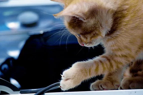 感電注意 猫がコードをかじる際の防止対策５選 ネコワラ