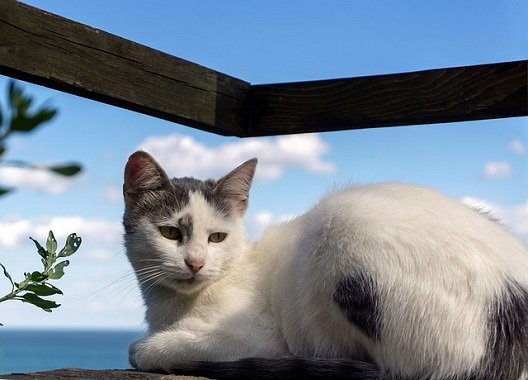 エアコンなしでok 室内猫の夏の暑さ対策おすすめグッズ ねこわら