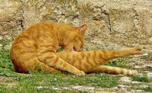 猫がおならをした場合の対処法