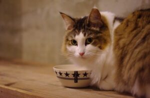 ７０ はこれで治る 猫が食欲不振になる原因と６つの簡単な対策 ネコワラ