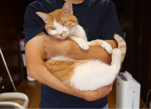 猫の抱っこの仕方５種類を紹介 嫌がる猫でも好きな抱き方は ねこわら