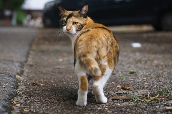 行動や兆候に出る 猫の死期が近い１２のサイン ねこわら