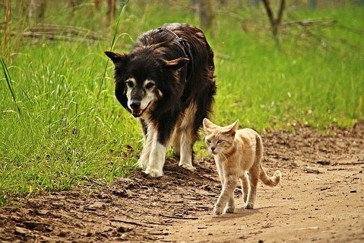 猫と犬の前で飼い主が死んだふりをしたらどうなる 反応の違いは ネコワラ