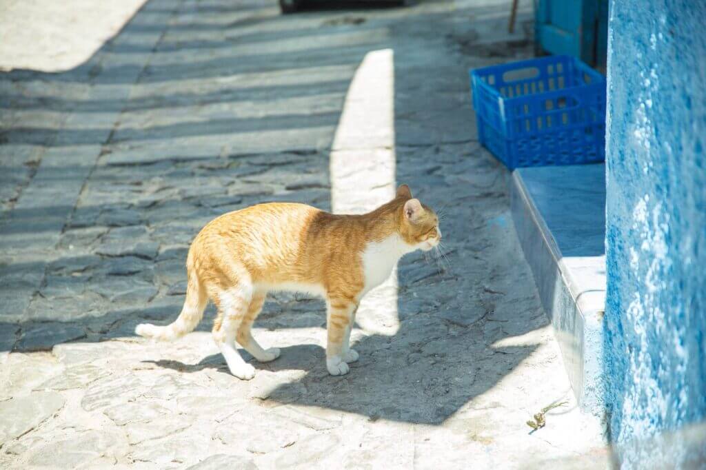 curious cat on street in town