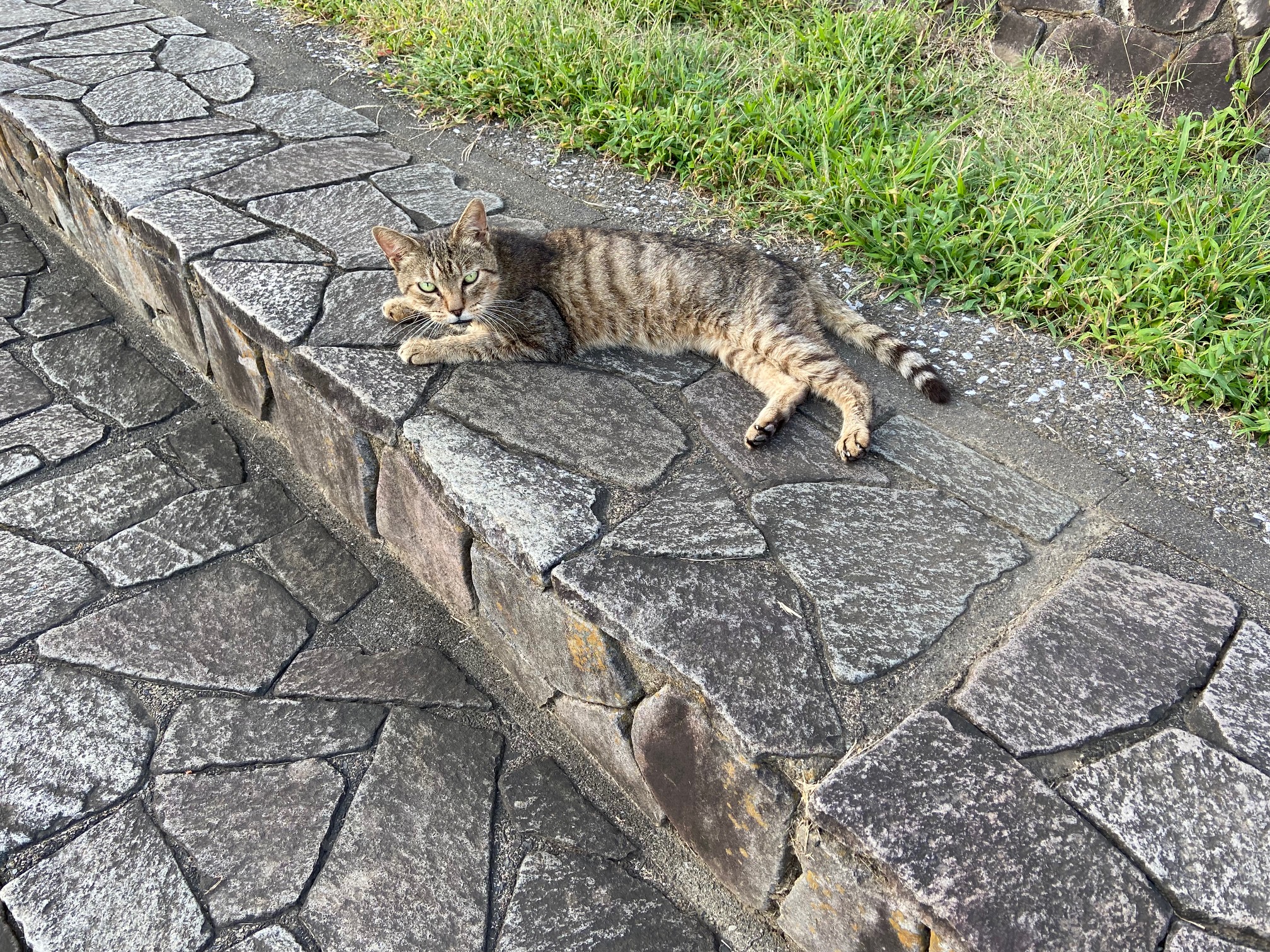 ニャンネスの会