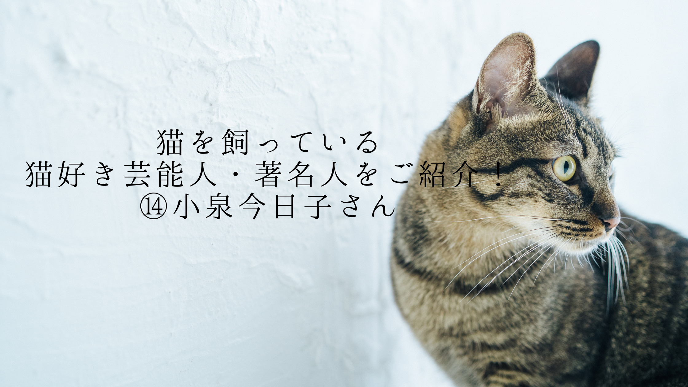 猫を飼っている猫好き芸能人 著名人をご紹介 小泉今日子さん ねこわら