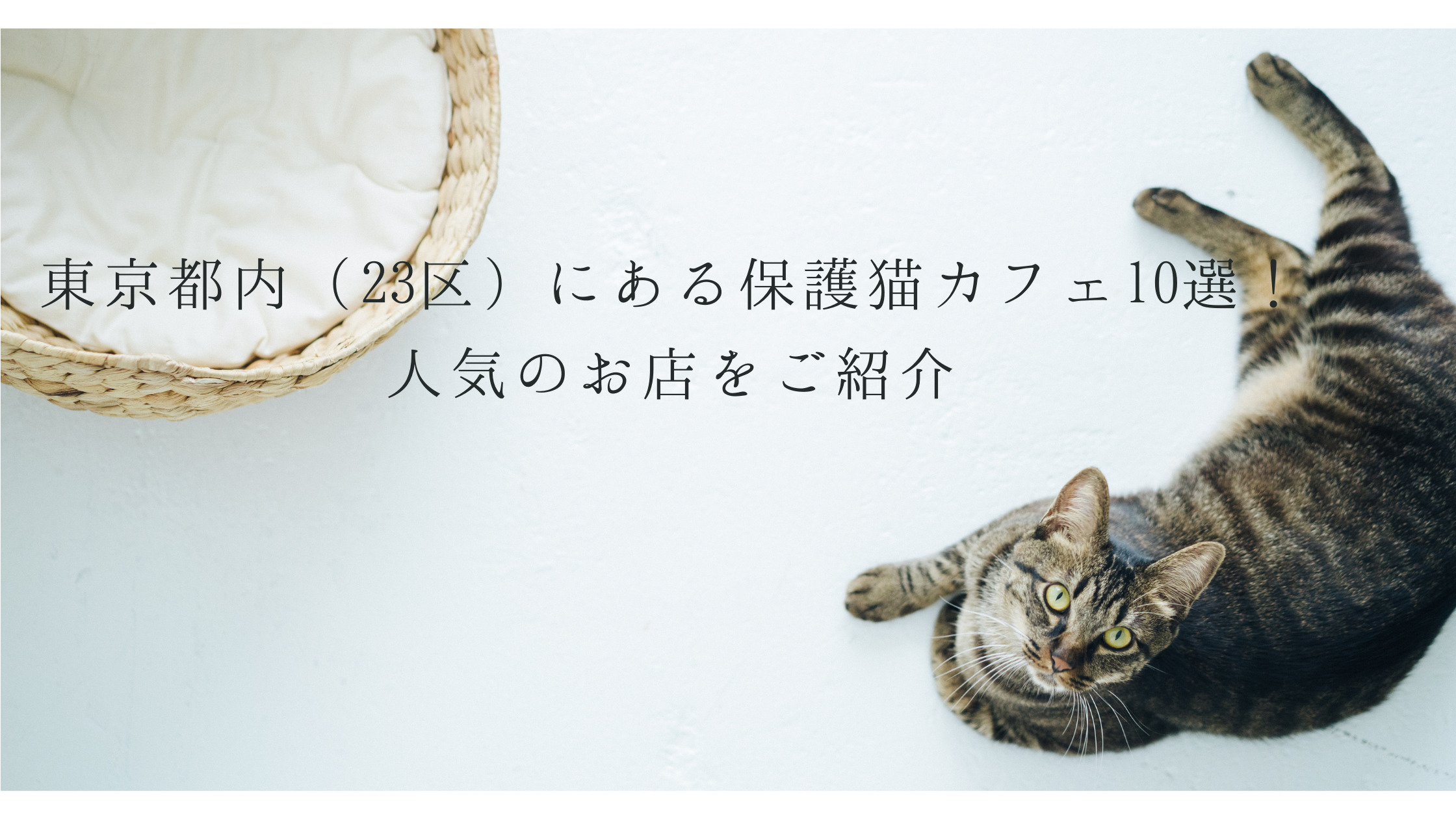 東京都内 23区 にある保護猫カフェ10選 人気のお店をご紹介 ねこわら