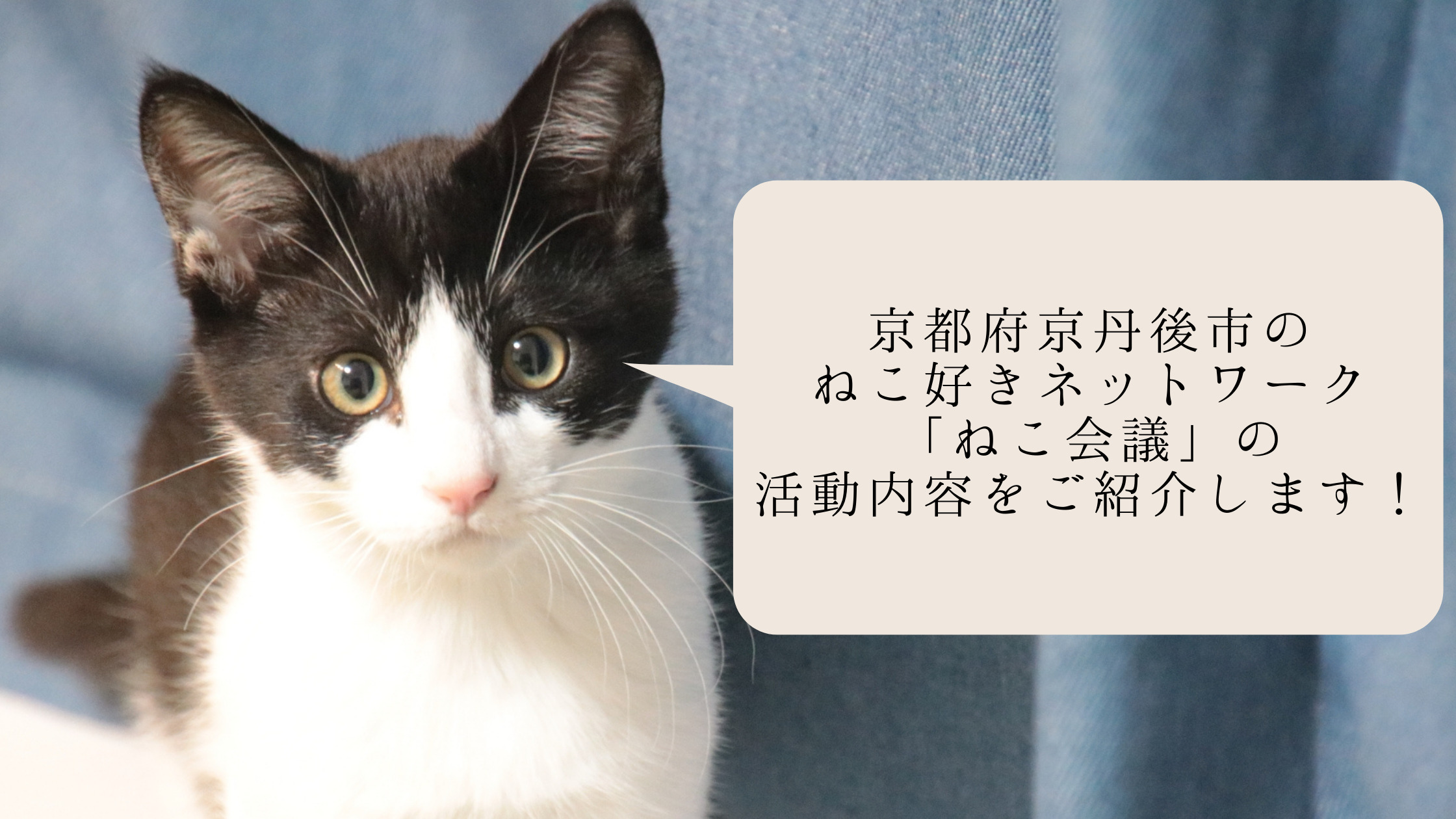 京都府京丹後市のねこ好きネットワーク ねこ会議 の活動内容をご紹介します ねこわら