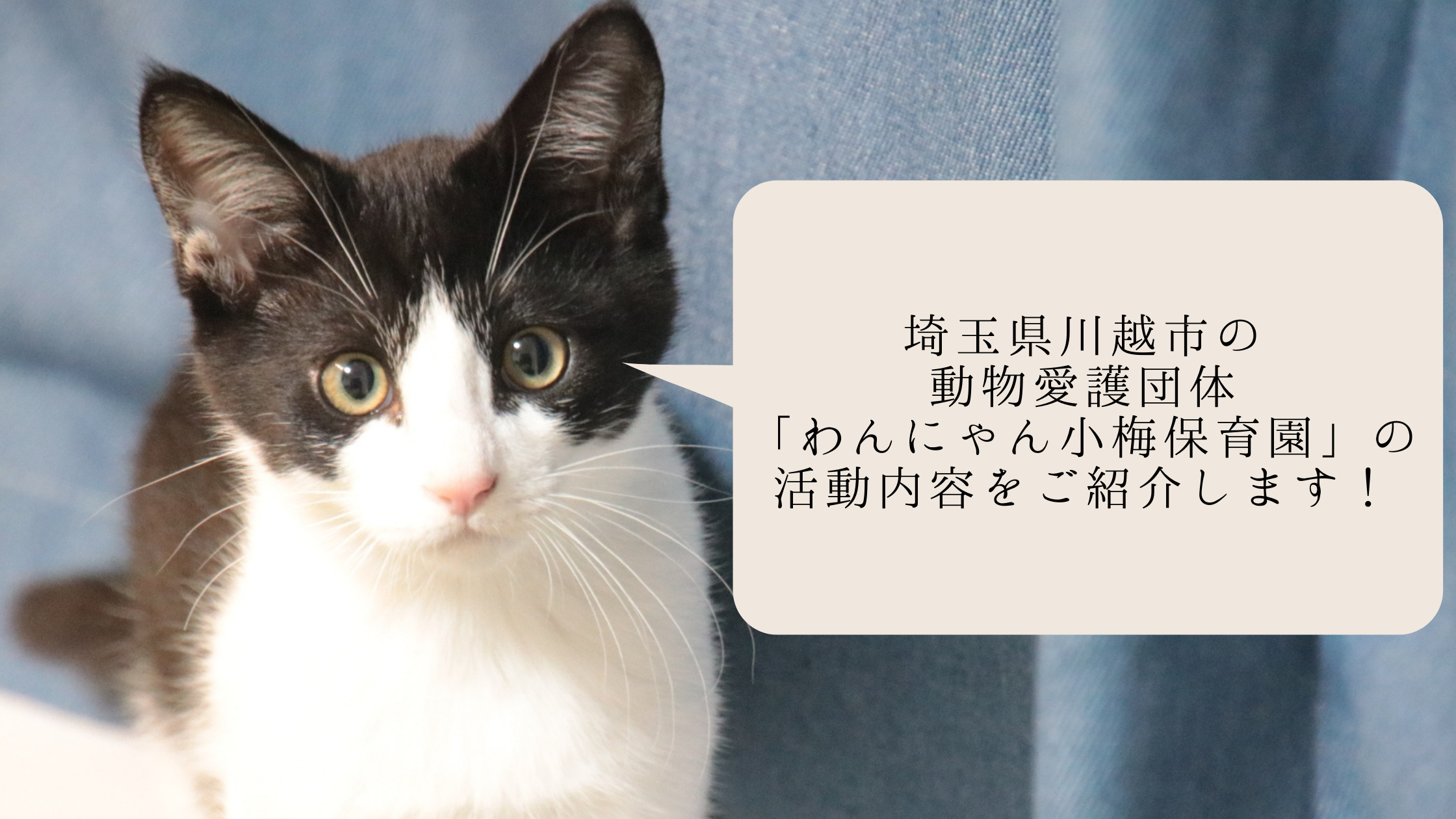 埼玉県川越市の動物愛護団体 わんにゃん小梅保育園 の活動内容をご紹介します ねこわら