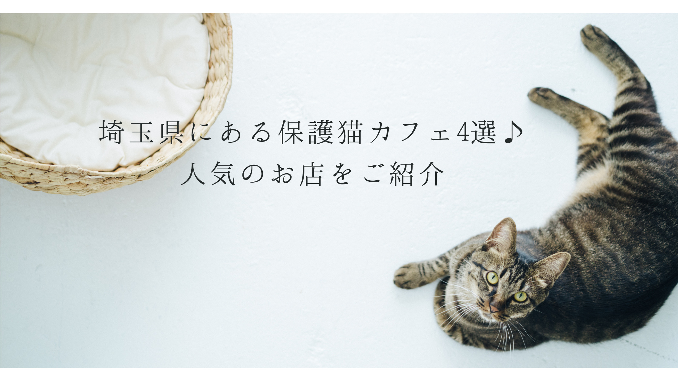 埼玉県にある保護猫カフェ4選 人気のお店をご紹介 ねこわら