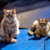 street dirty car cats